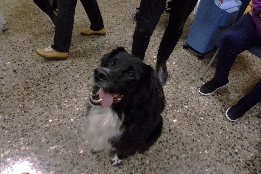 Actividades con perros para mejorar a nivel físico, cognitivo y emocional